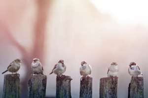 sparrows