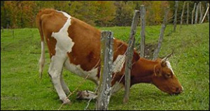 cow tangled