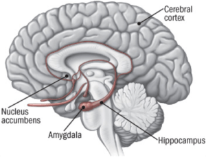 amygdala